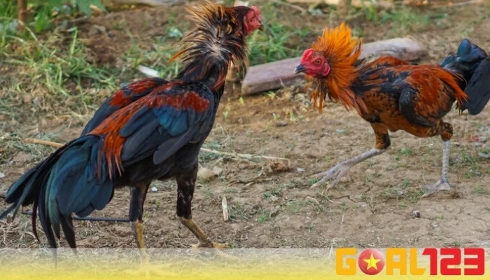 Luật chơi đá gà tre