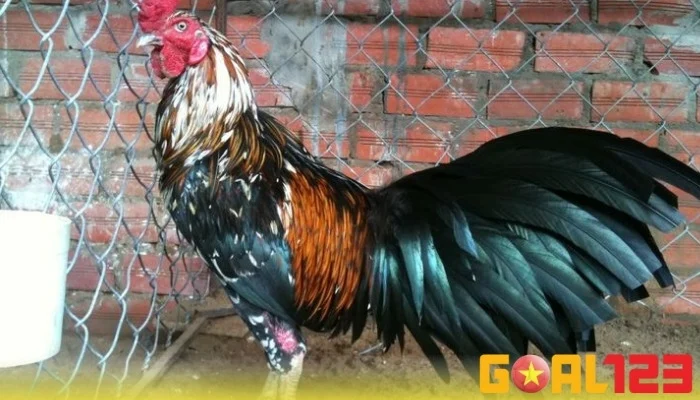 Đá gà Peru cựa dao