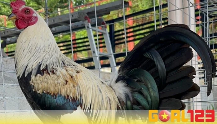 Đá gà cựa dao Peru