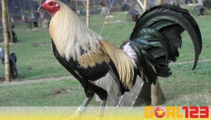 Đá gà Mỹ hôm nay