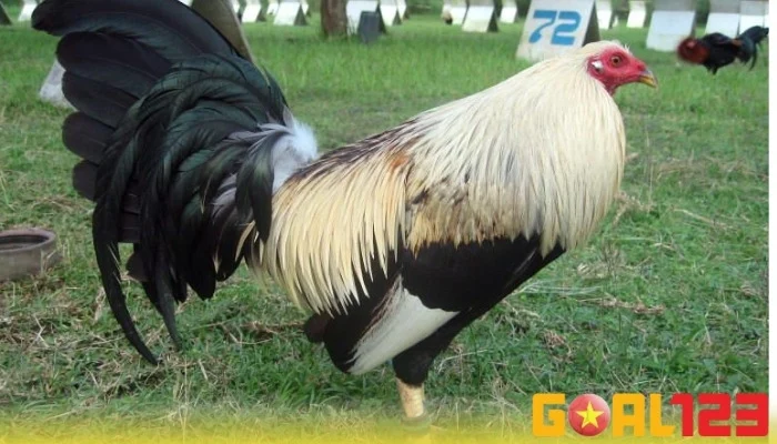 Đá gà Mỹ là gì?