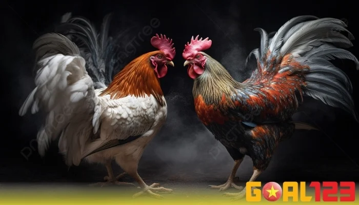 Luật chơi đá gà