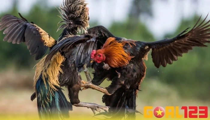 Những thuật ngữ đá gà