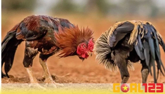 Thuật ngữ chuyên môn đá gà