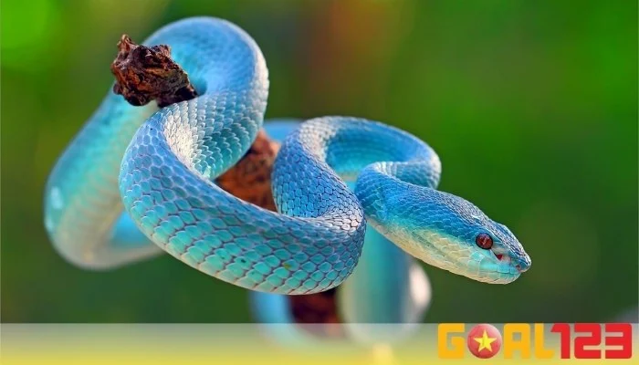 Mơ thấy rắn quấn chân đánh số gì?