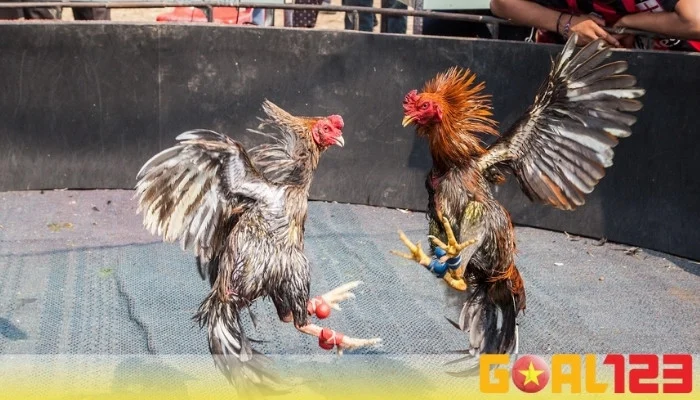 Đá gà là gì? Tìm hiểu về trò chơi đá gà hấp dẫn 2025