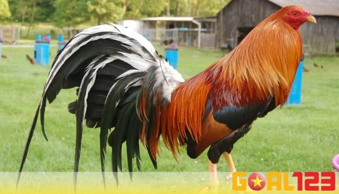 Đá Gà Peru Nét Độc Đáo và Đỉnh Cao Trong Thế Giới Đá Gà 2025