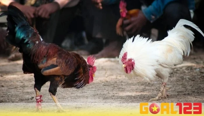 Đá gà Mỹ: Đặc Điểm Của 5 Dòng Gà Chiến Xuất Sắc