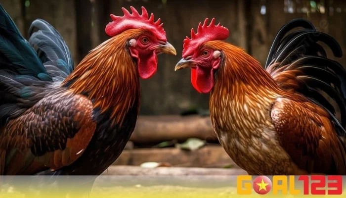 Luật Đá Gà: Hướng Dẫn Chi Tiết Từ A Đến Z