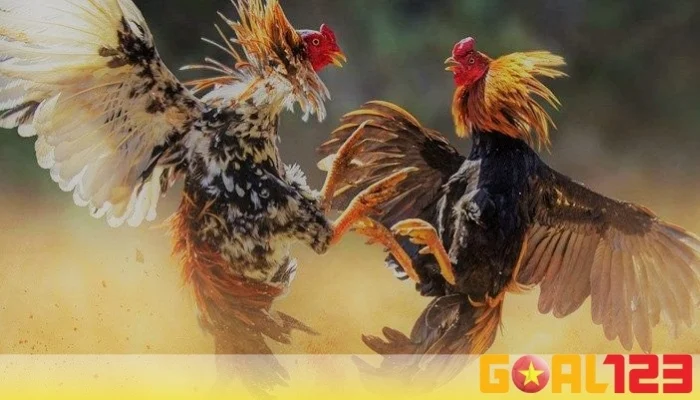 Các thuật ngữ đá gà cực chuẩn cho người mới tại Goal123